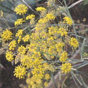 Bronze Fennel