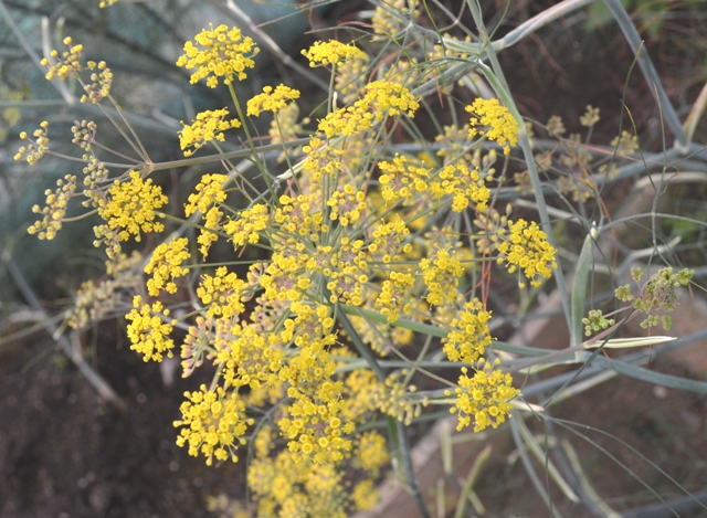 Bronze Fennel
