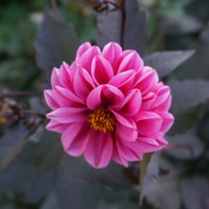 Dahlia 'Redskin'