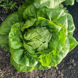 Lettuce - Winter Density