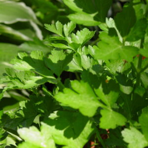 Parsley