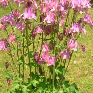 Aquilegia