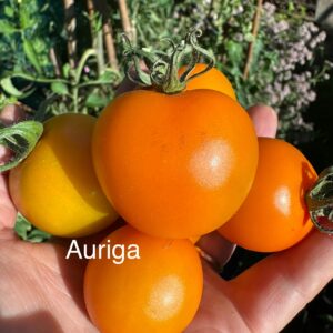 Tomato - Auriga