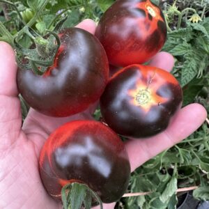 Tomato - Cascade Village Blue