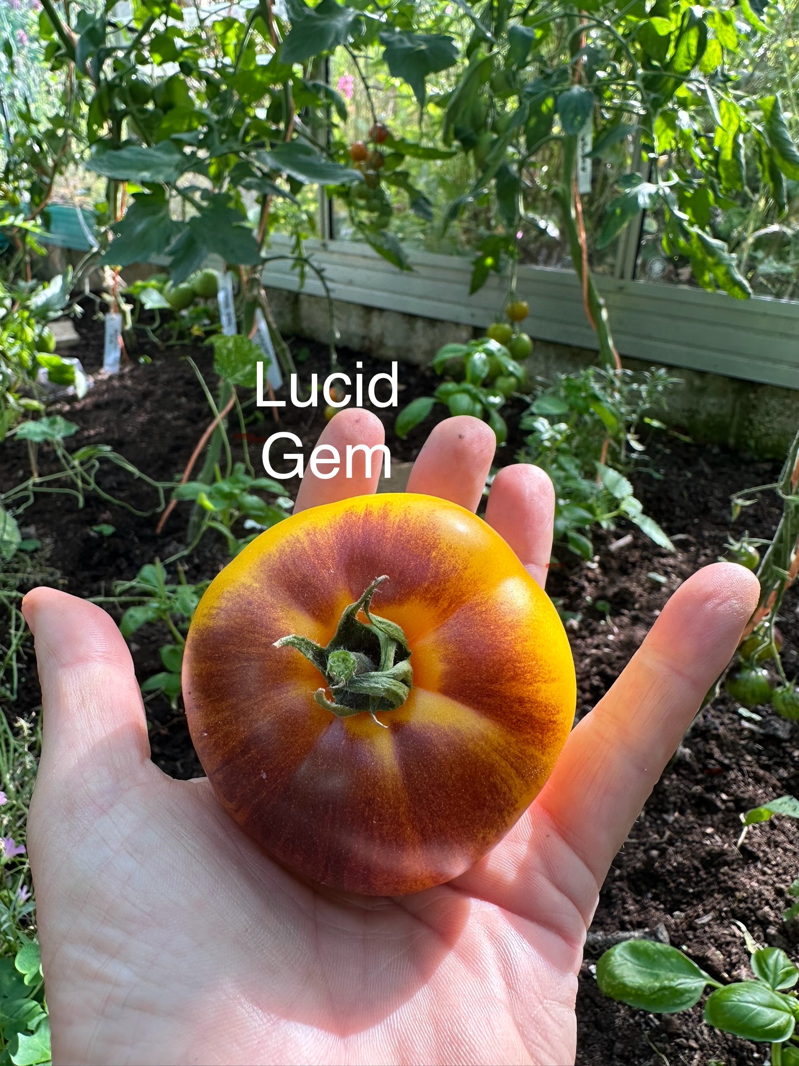Tomato - Lucid Gem