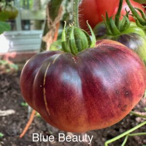 Tomato - Blue Beauty