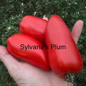 Tomato - Sylvana's Plum