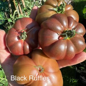 Tomato - Black Ruffles
