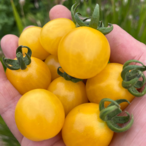 Tomato - Sacha's Cherry Aid