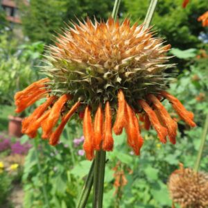 Leonotis