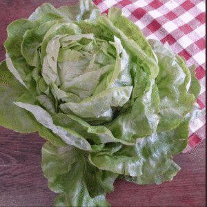Lettuce  'All Year Round'