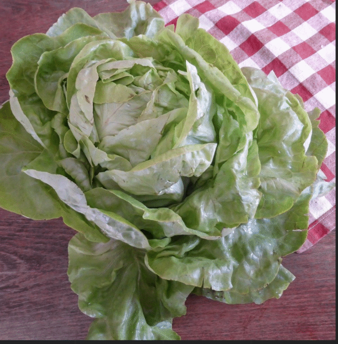 Lettuce 'All Year Round'