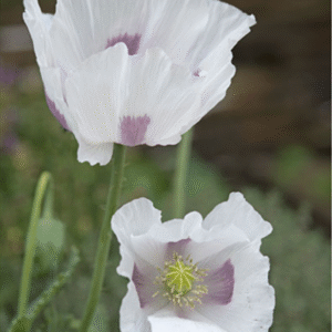 Poppy  - Maanzaad