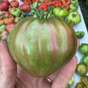 Tomato - Purple Heart Throb